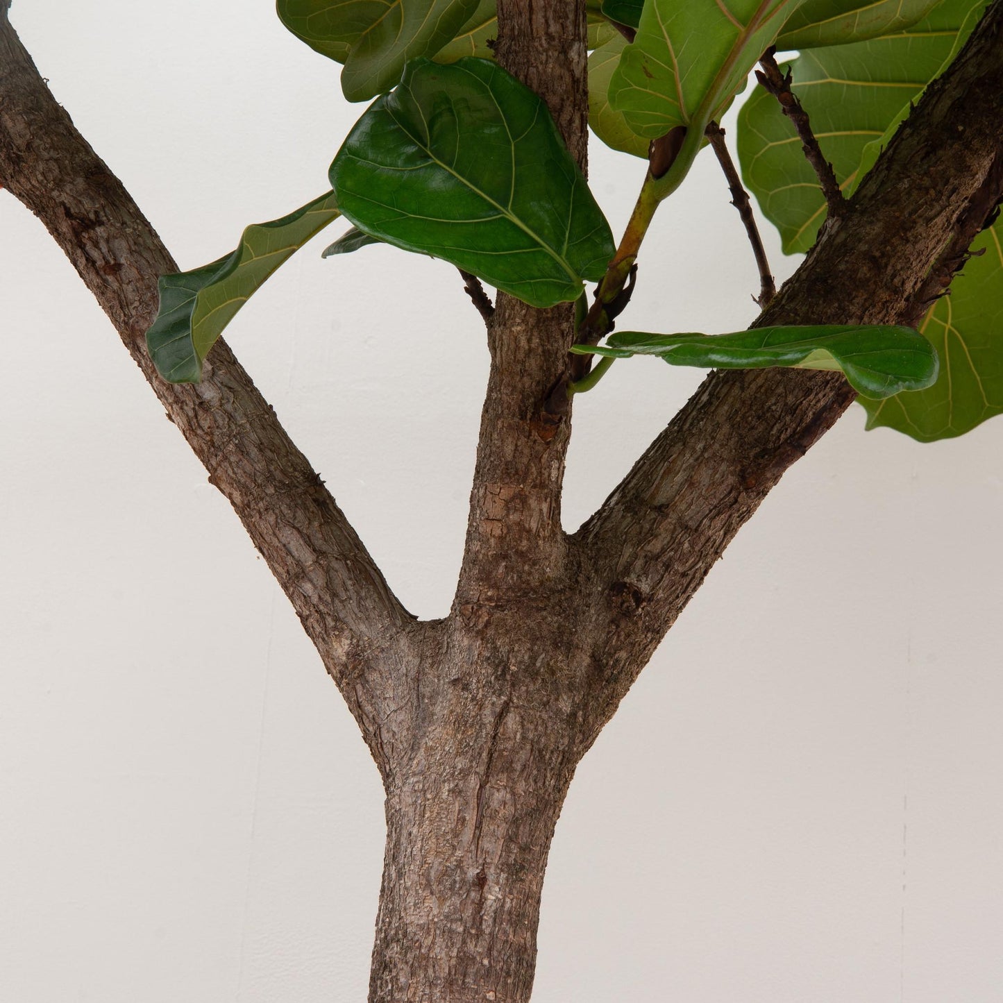 Ficus Lyrata op stam