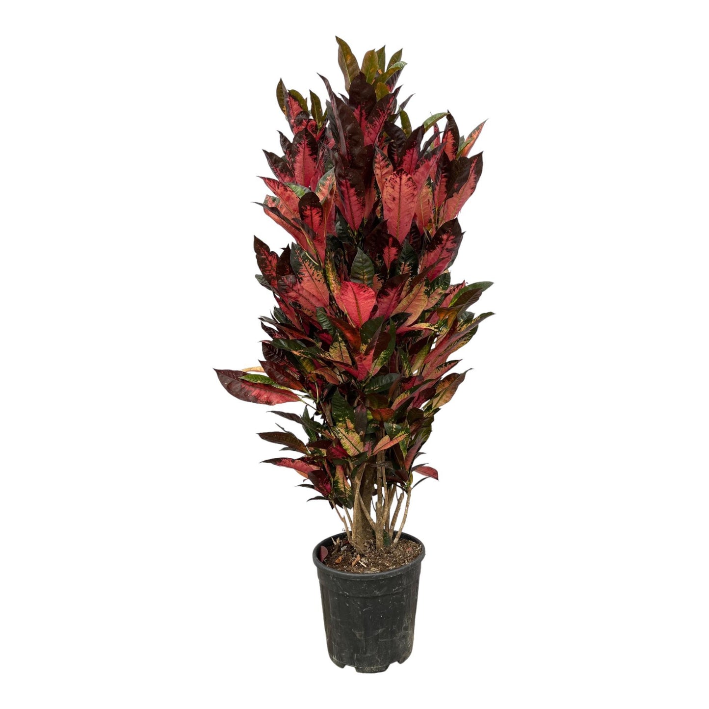 Codiaeum Iceton (Croton Iceton)