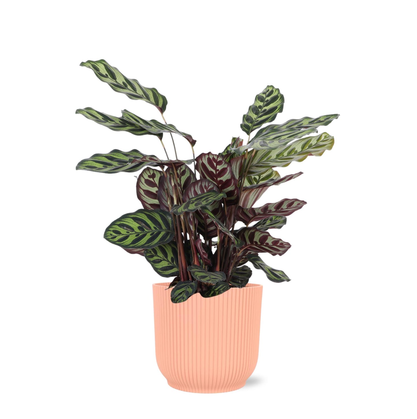 Calathea Makoyana + elho Vibes pot