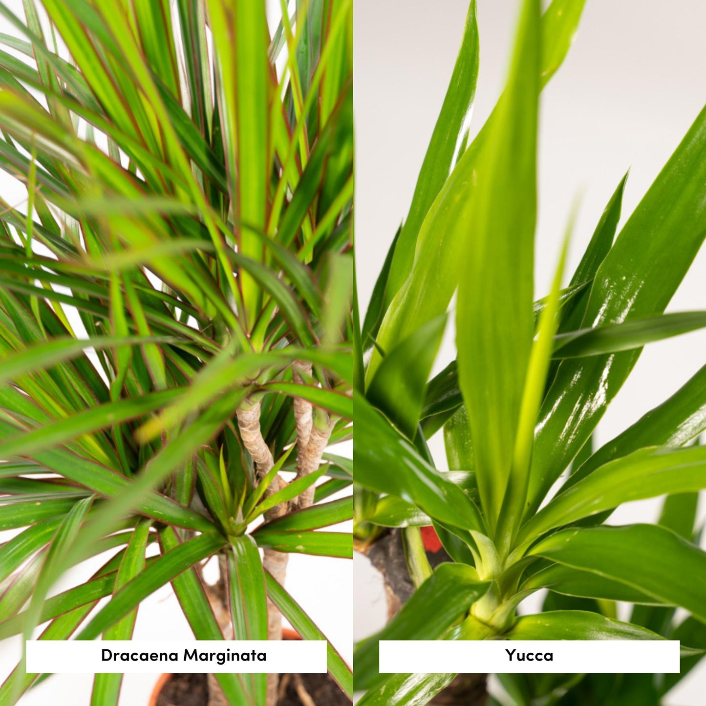 Combi deal: Dracaena (120 cm) + Yucca (100 cm)