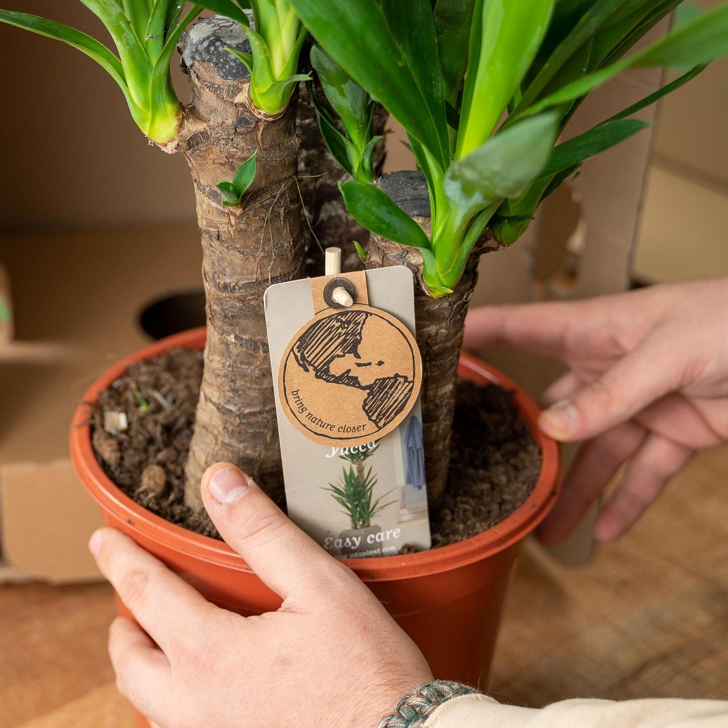 Combi deal: Yucca (100 cm) + Areca (130 cm)