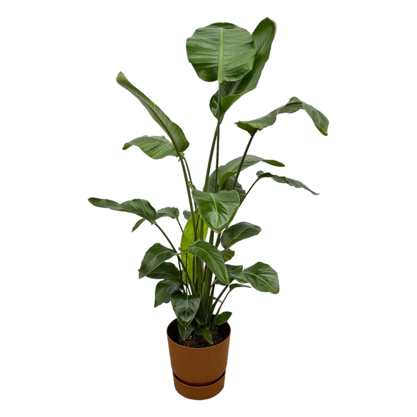 Strelitzia Nicolai + elho Greenville Round