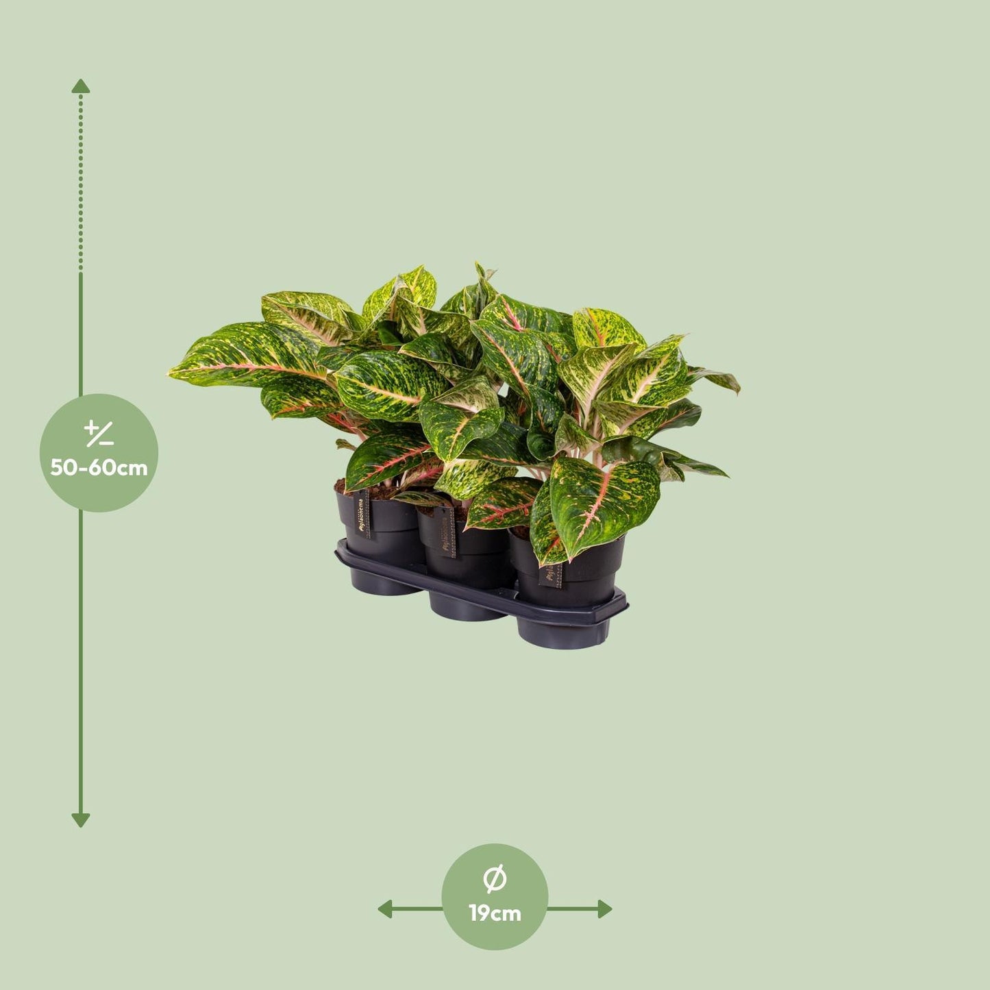Aglaonema Spring Red
