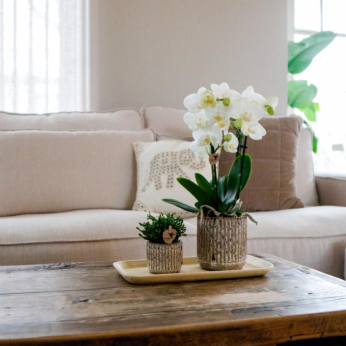 Plantenset Untamed Nature small | Groene planten met Phalaenopsis orchidee in Jaguar sierpotten en bamboe dienblad