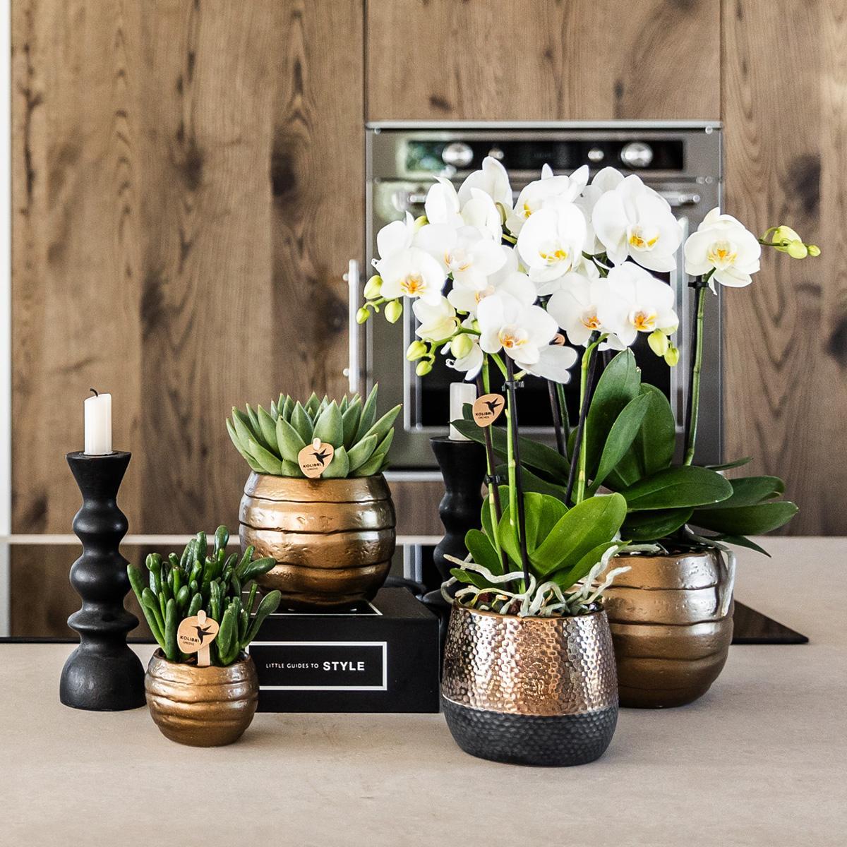 Geel rode Phalaenopsis orchidee – Spain + Elite sierpot copper – potmaat Ø9cm – 40cm hoog