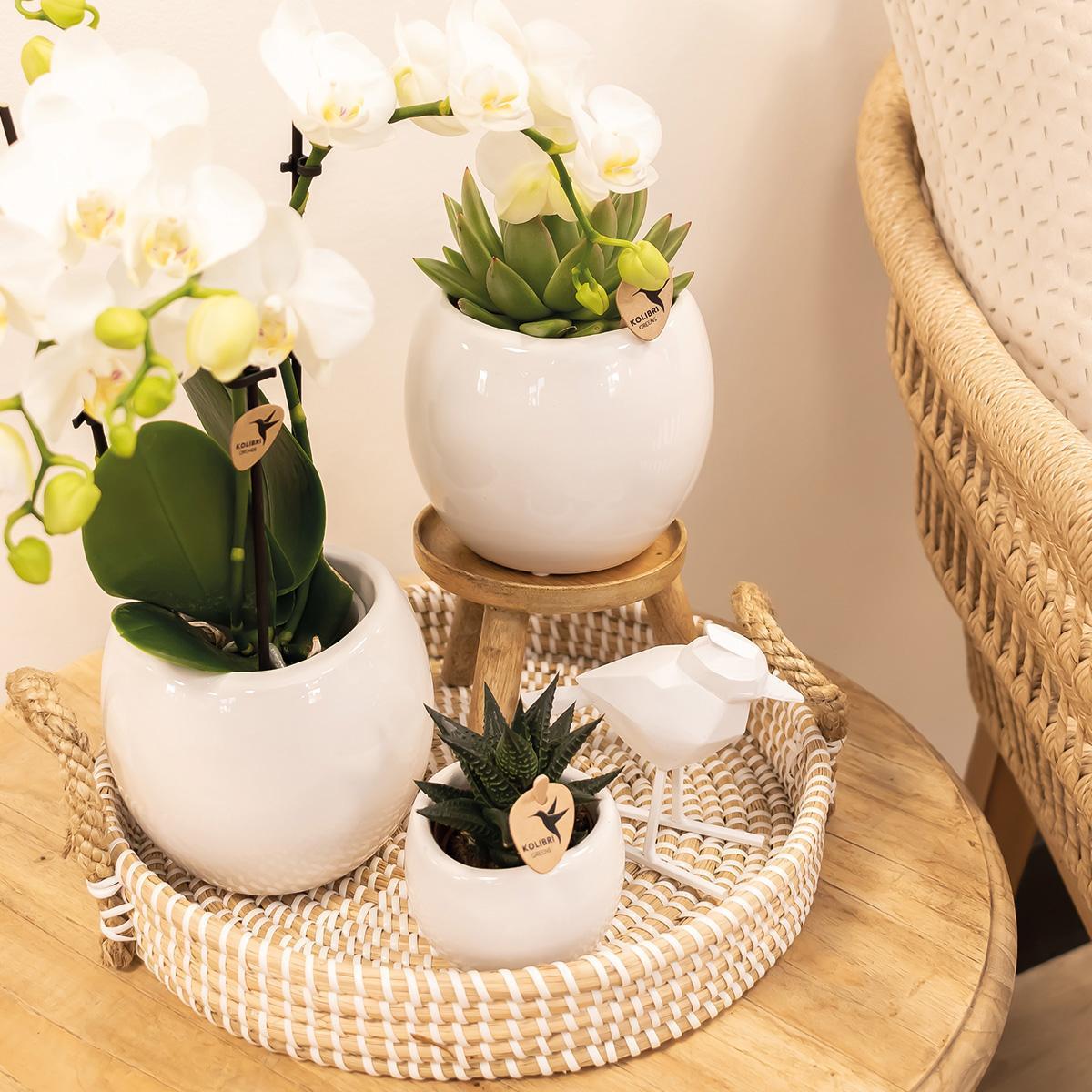 Kolibri Home | Pot de fleurs bol - Pot décoratif en céramique blanche - Taille du pot Ø9 cm