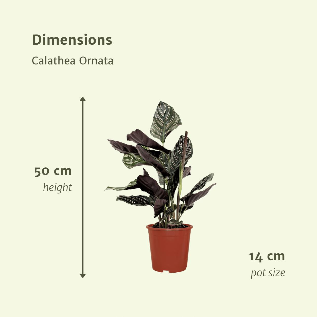 2x Calathea Ornata (Pauwenplant)