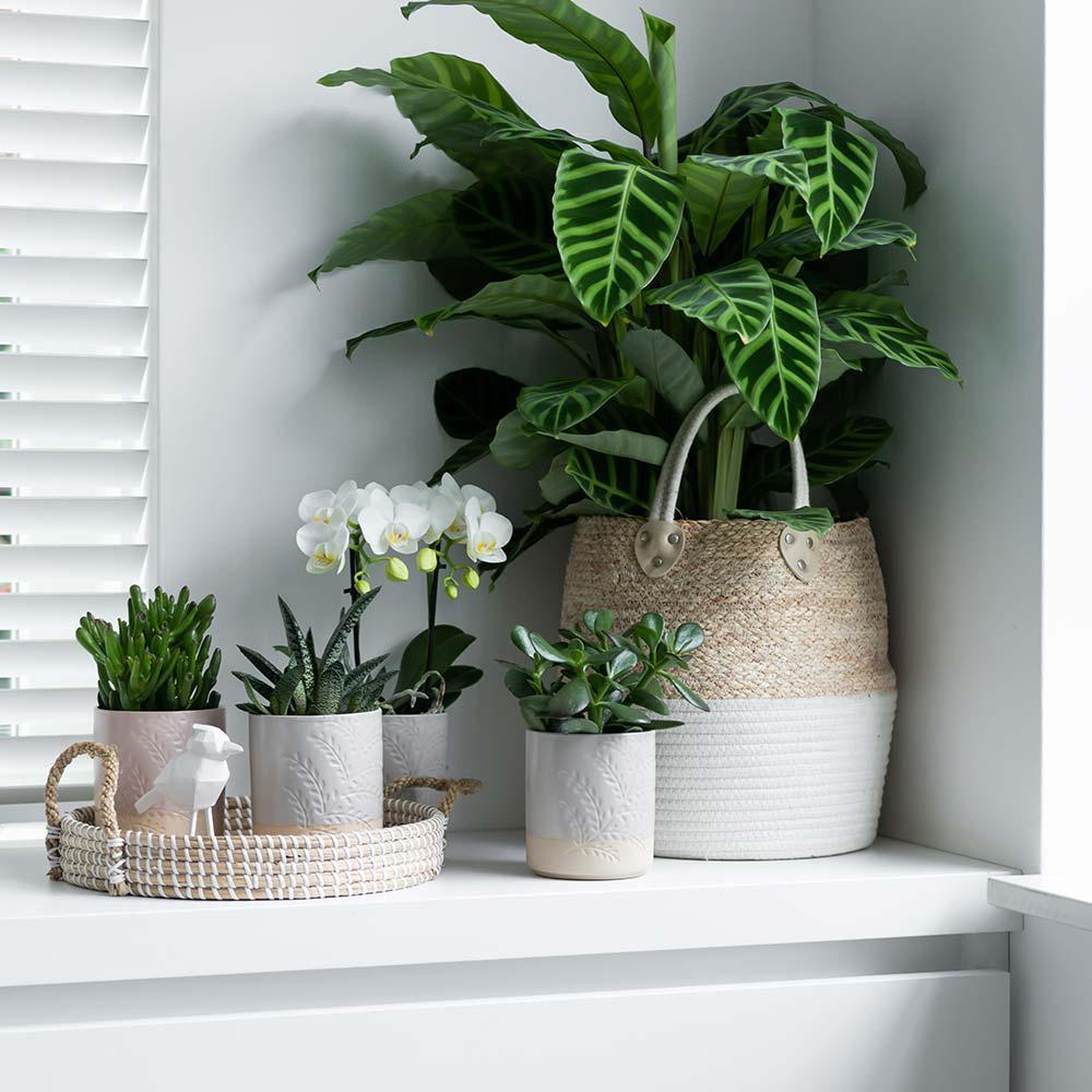 Hummingbird Home | Bol décoratif - Plateau tressé blanc Ø30cm