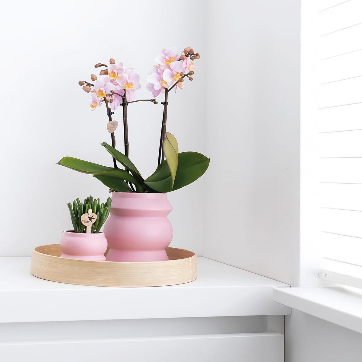COMBI DEAL van 2 Orchideeën
