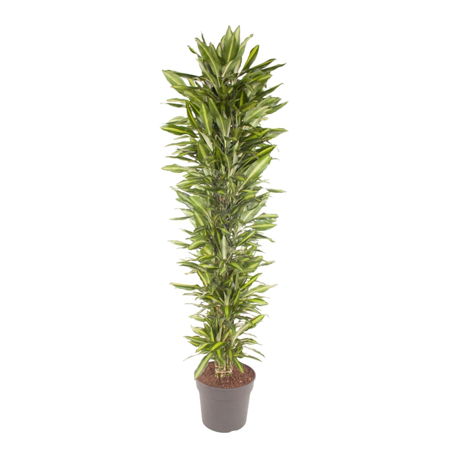 Dracaena Cintho (vertakt)