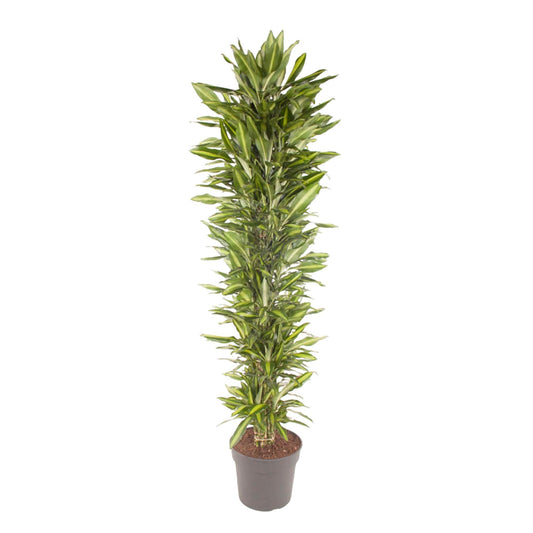 Dracaena Cintho (vertakt)
