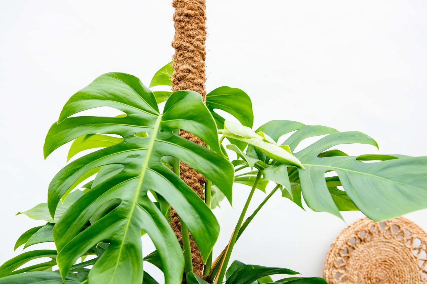 Monstera Deliciosa (XL blad)