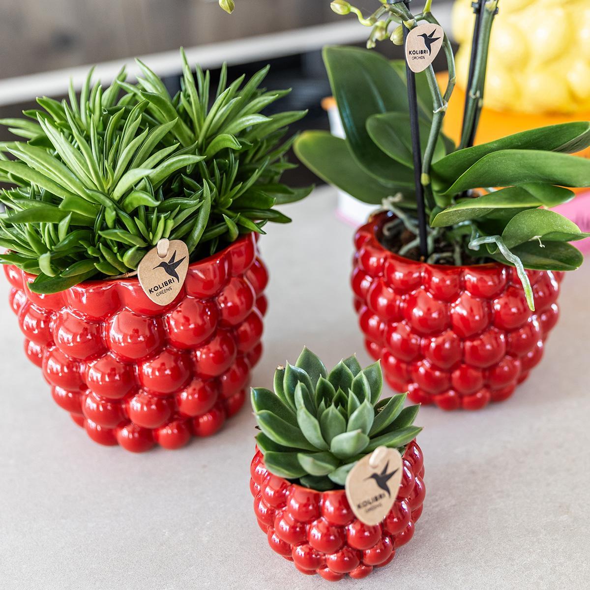 Berry pot