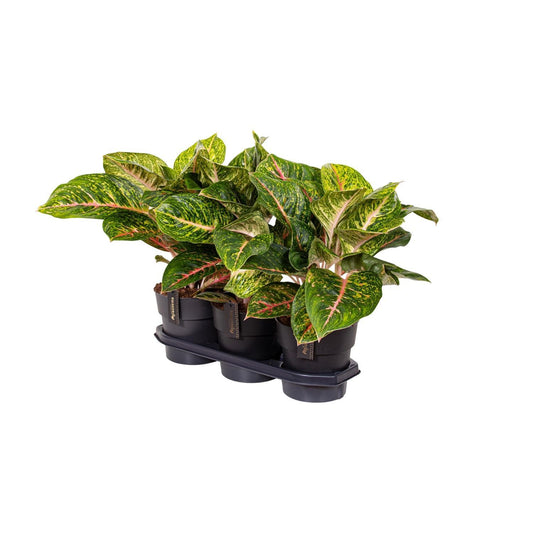 Aglaonema Spring Red