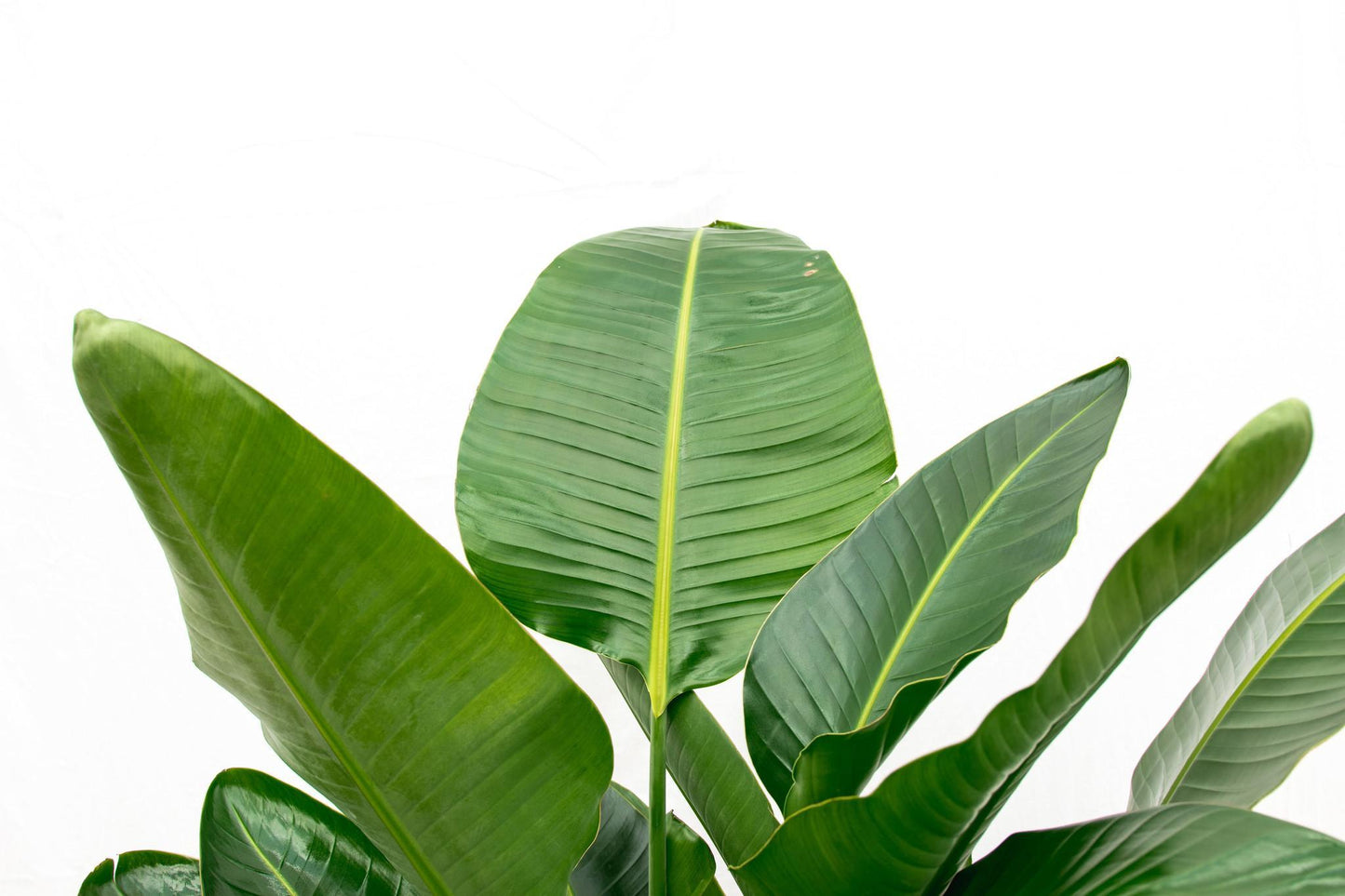 Strelitzia Nicolai XL