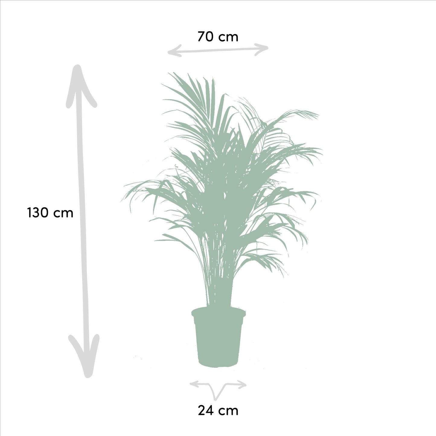 Combi deal: Yucca (100 cm) + Areca (130 cm)