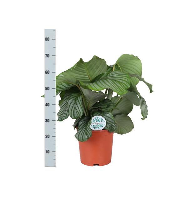 Calathea Orbifolia + BOULE pot