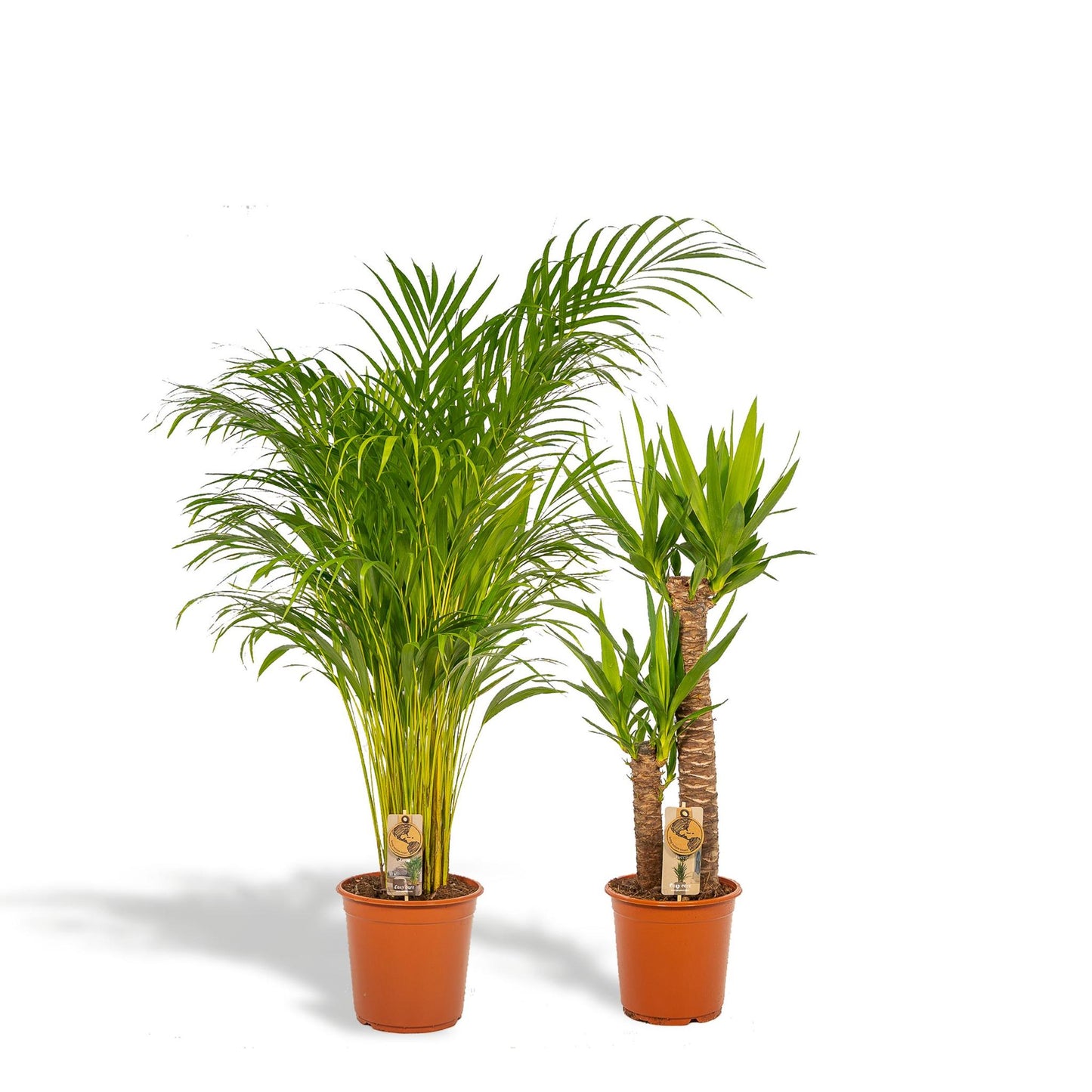 Combi deal: Yucca (100 cm) + Areca (130 cm)