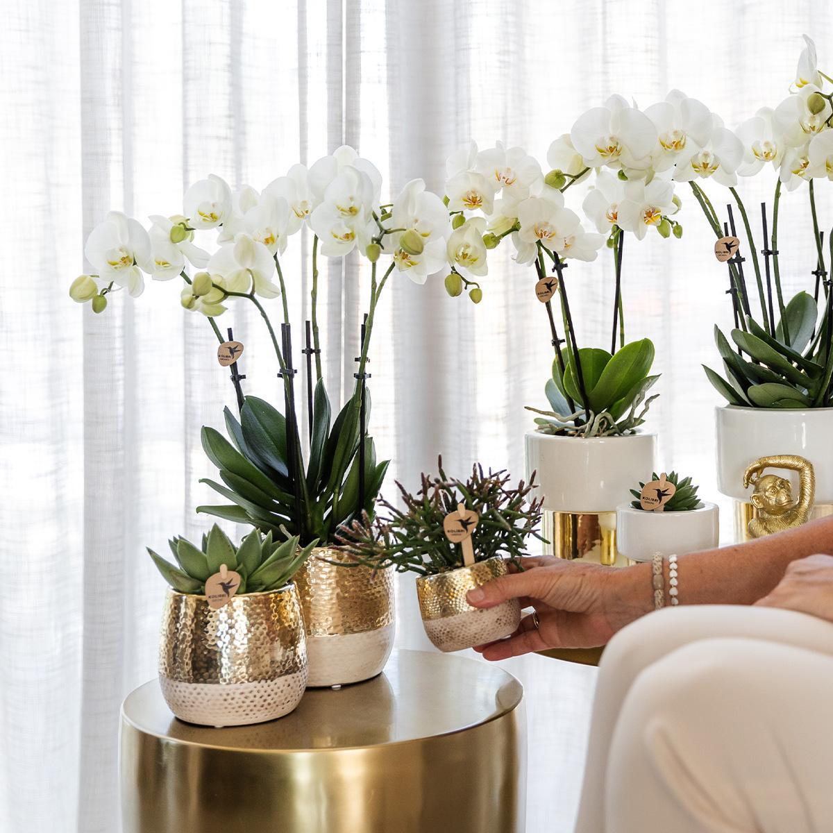 Witte Phalaenopsis orchidee - Amabilis + Lush pot - potmaat Ø9cm - 35cm hoog