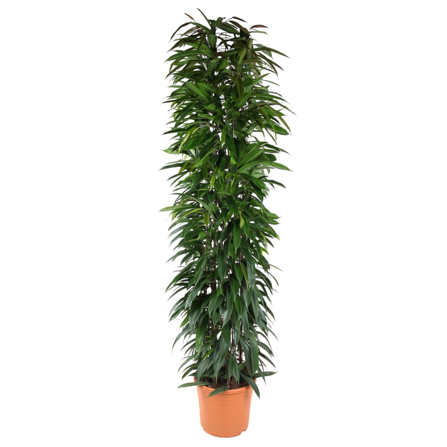 Ficus Alii King (zuil)