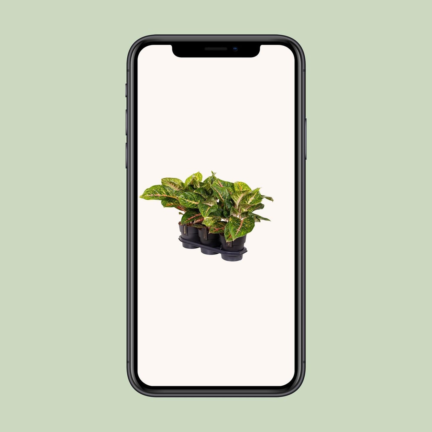 Aglaonema Spring Red