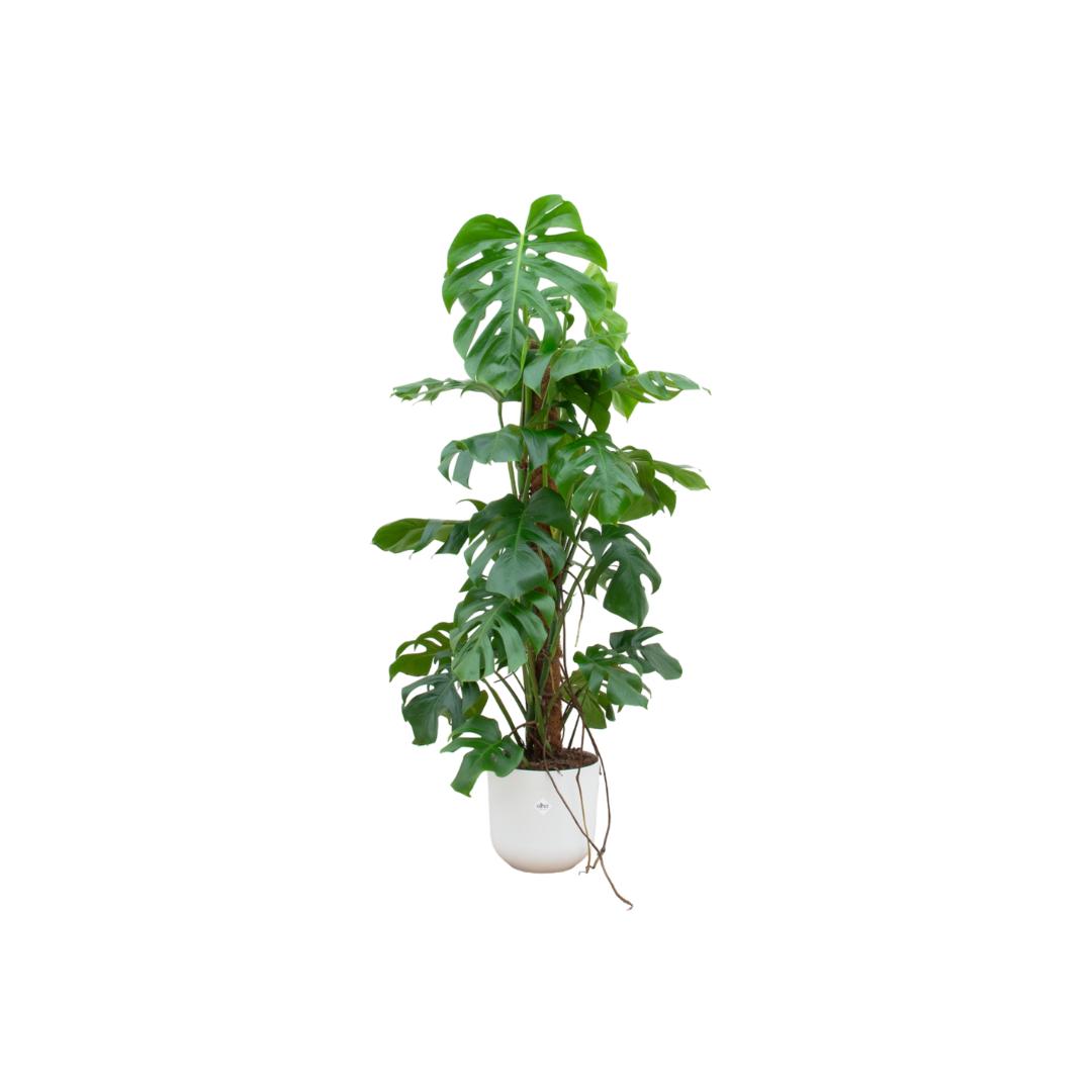 Monstera Pertusum XL + elho Jazz Round