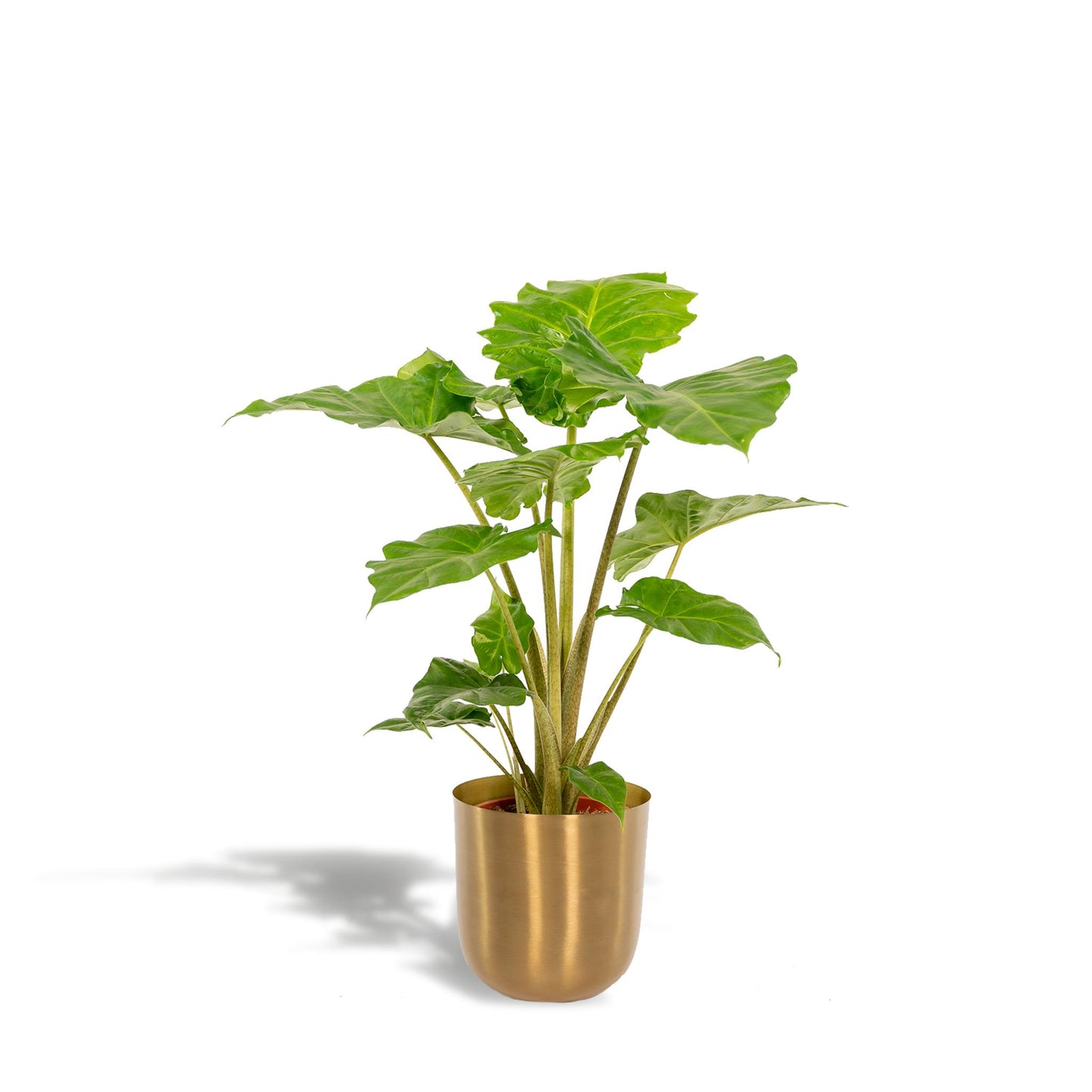Alocasia Portodora + Pot Mayk