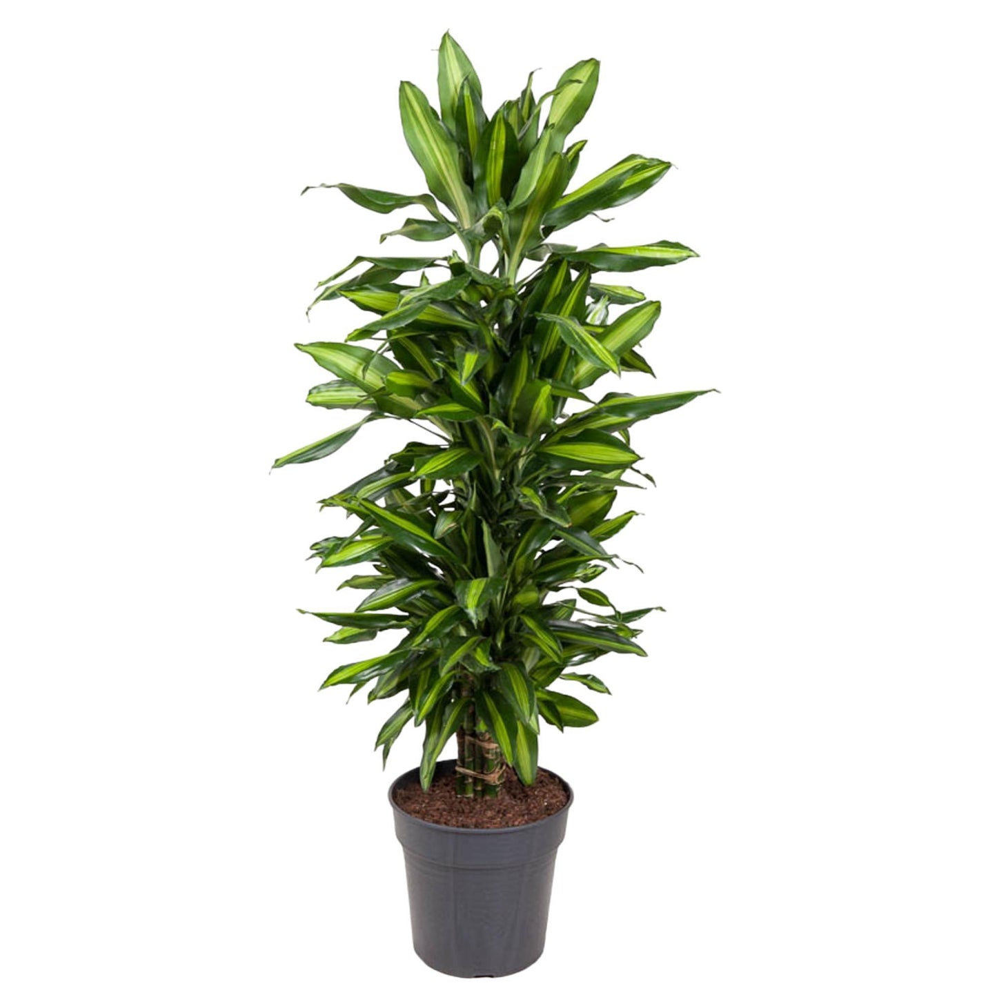 Dracaena Cintho (vertakt)