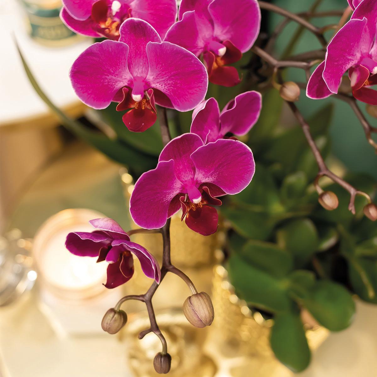 Paarse Phalaenopsis orchidee - Morelia + Diamond sierpot goud - potmaat Ø9cm - 35cm hoog