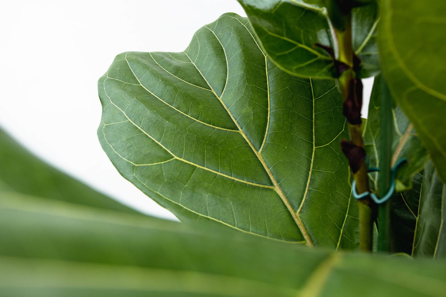 Ficus Lyrata (struik)