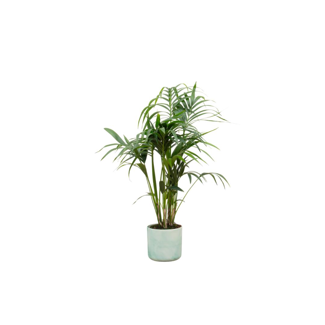 Kentia palm + elho Ocean Round