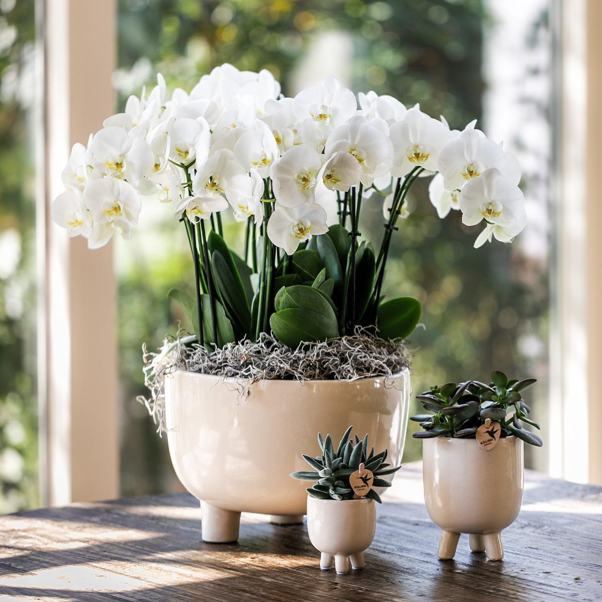Rode Phalaenopsis orchidee – Congo + Gummy pot travertine – potmaat Ø9cm – 40cm hoog