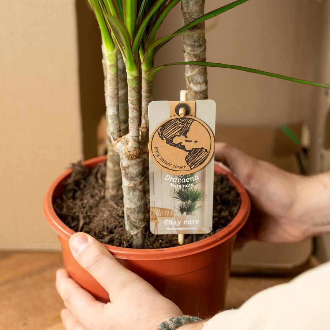 Combi deal: Dracaena (120 cm) + Yucca (100 cm)