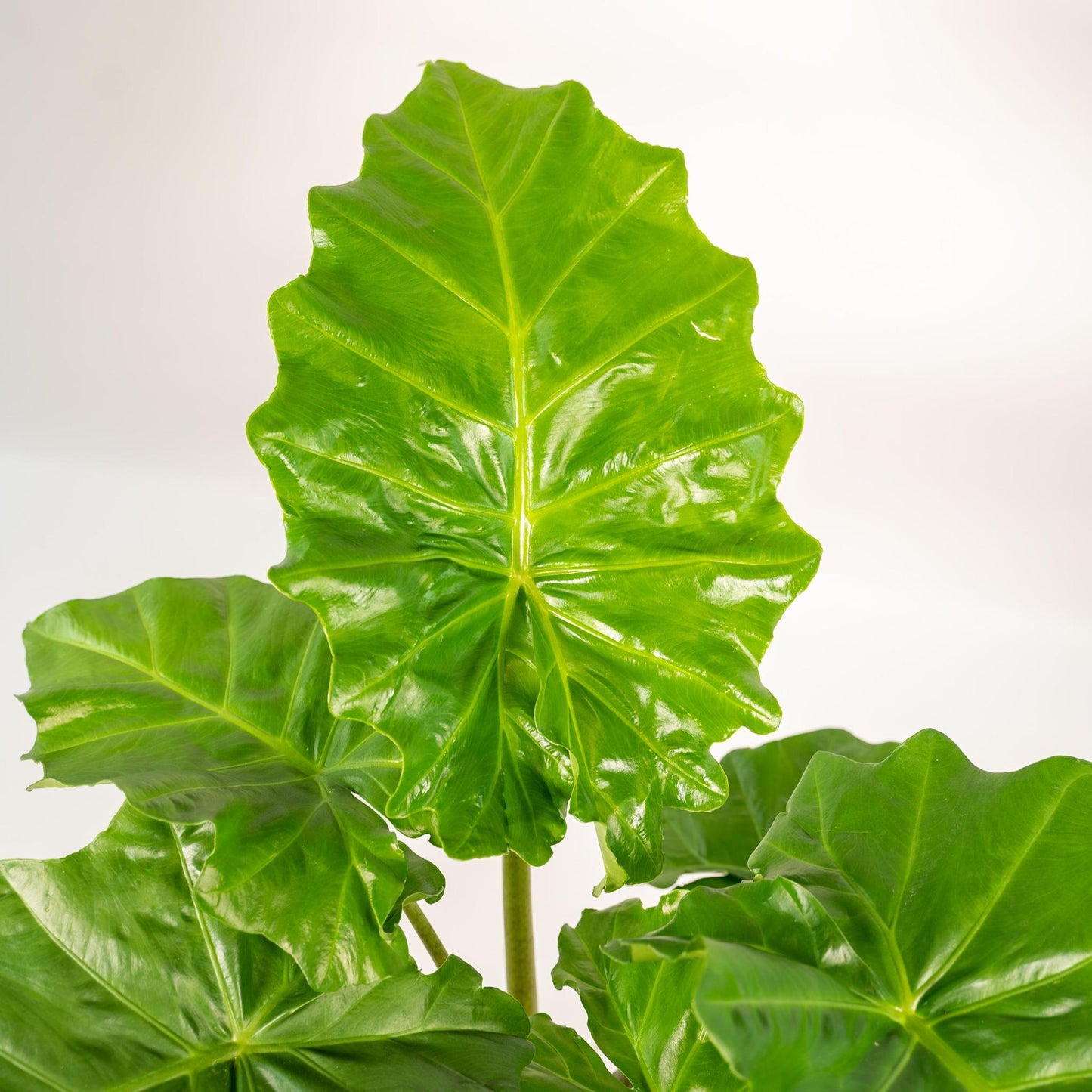 Alocasia Portodora + Pot Mayk