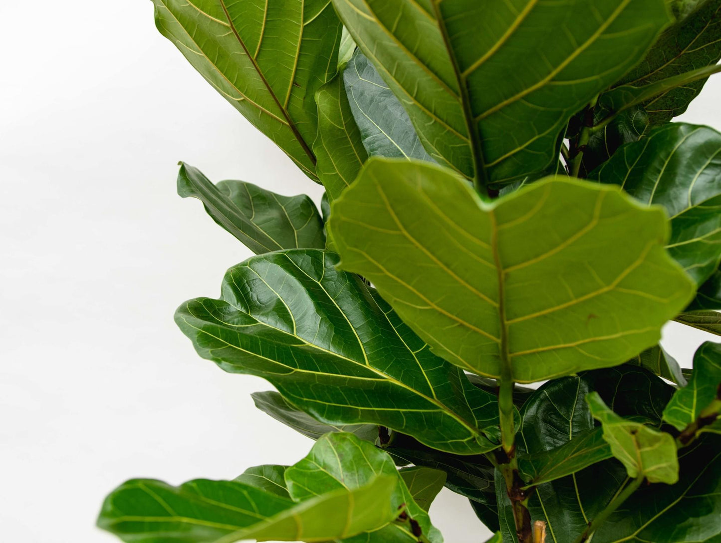 Ficus Lyrata (struik)