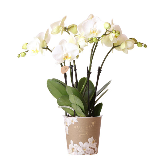 Witte Phalaenopsis orchidee potmaat - Jewel Ghent - potmaat Ø12cm