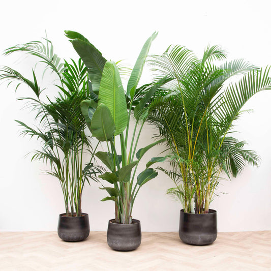 Combi deal XXL!- Kentia 200 cm, Strelitzia Nicolai 225 cm, Areca 200 cm
