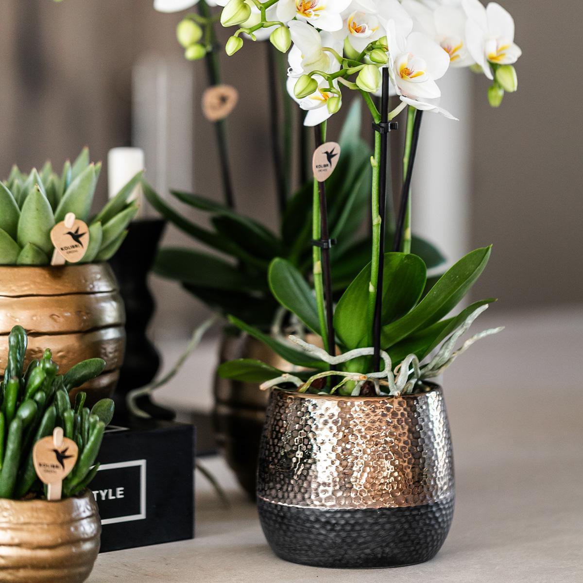 Geel rode Phalaenopsis orchidee – Spain + Elite sierpot copper – potmaat Ø9cm – 40cm hoog
