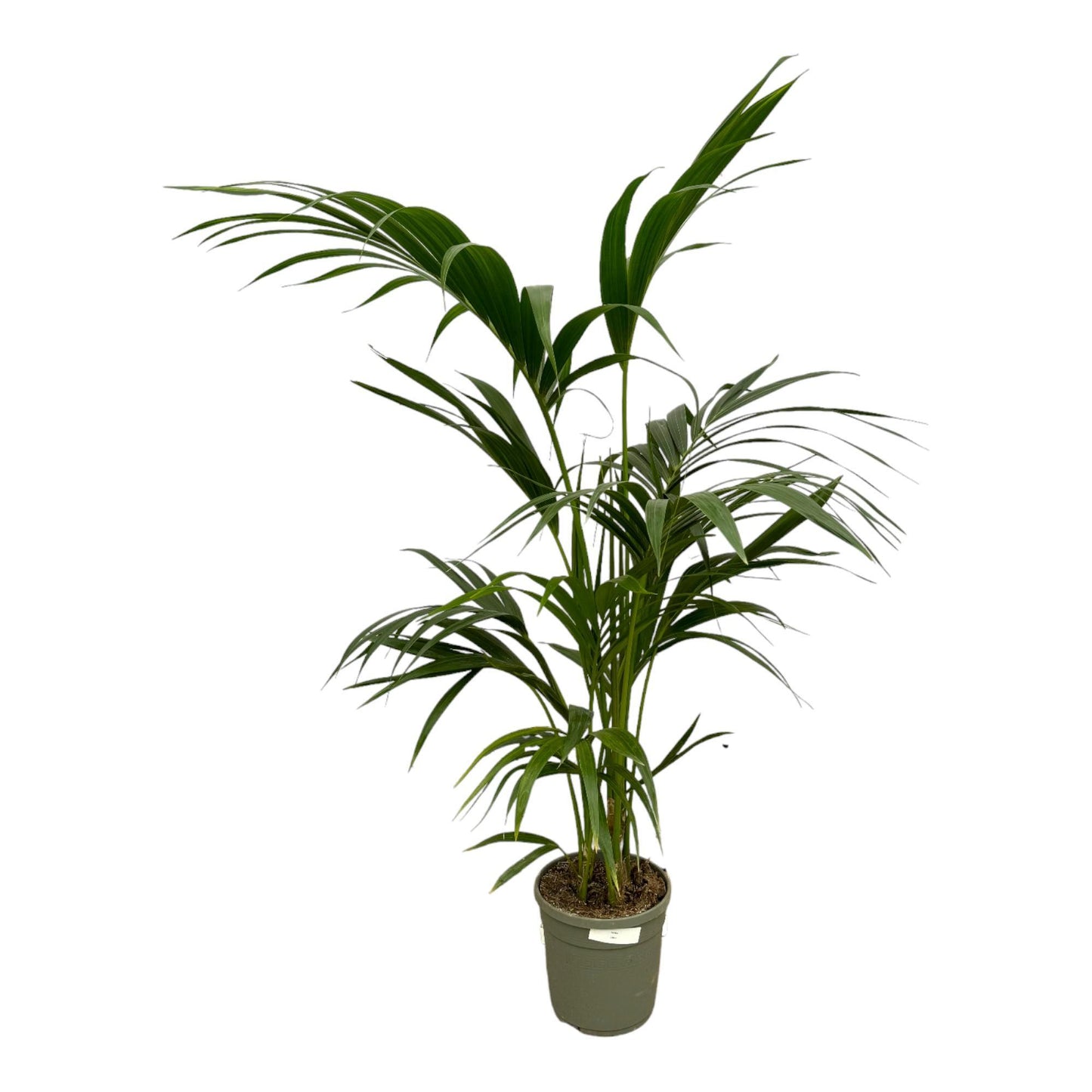 Kentia Palm