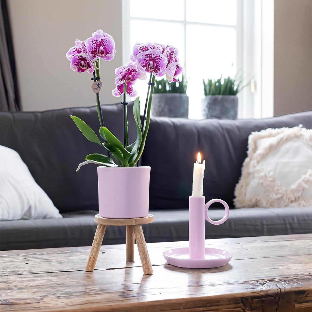 COMBI DEAL van 2 Orchideeën
