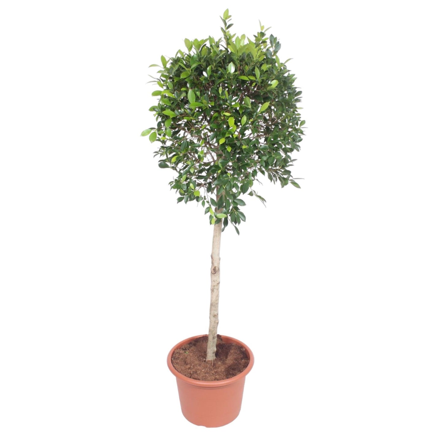 Ficus Nitida (op stam)