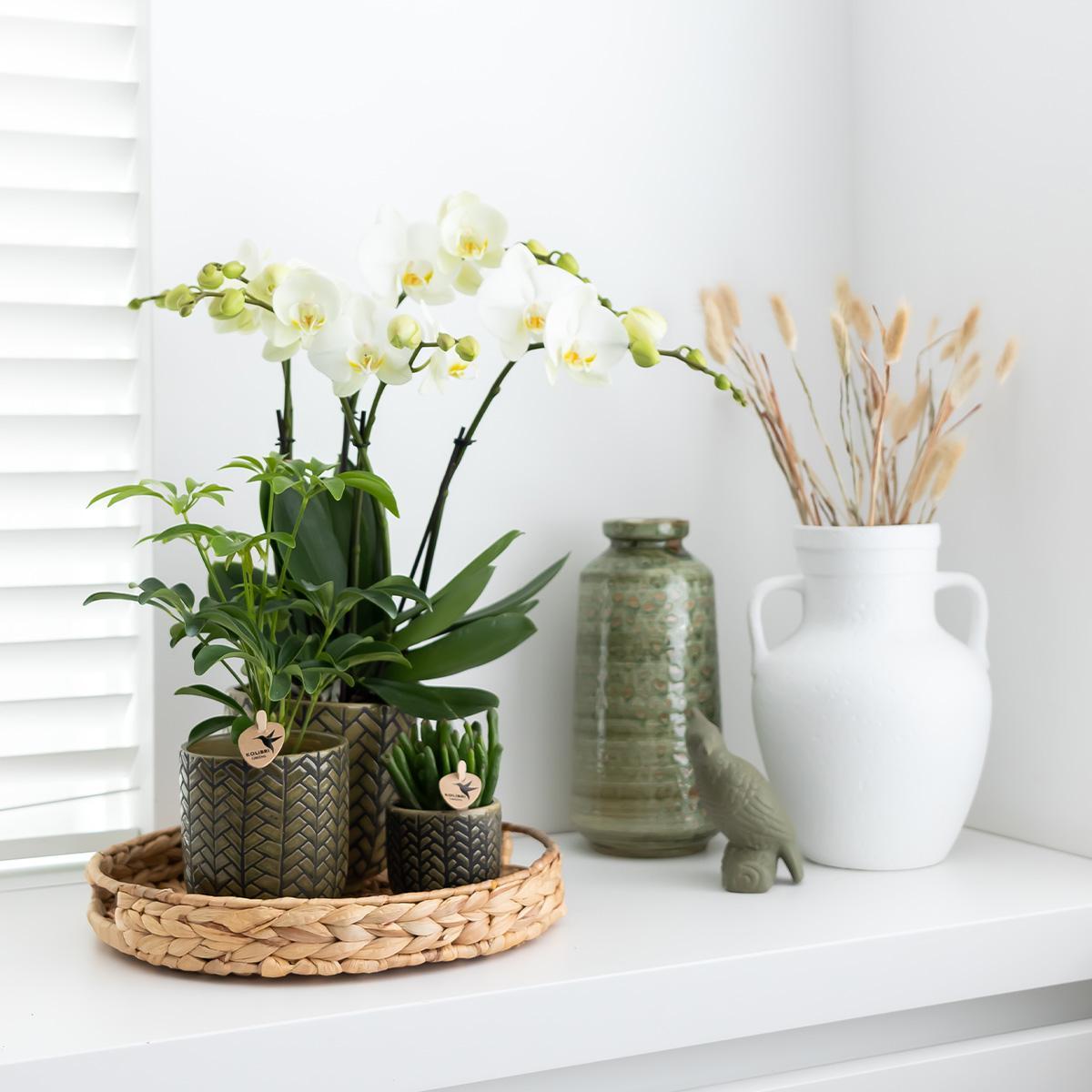 Hummingbird Home | Coupe décorative - Plateau rond en jacinthe Ø30cm