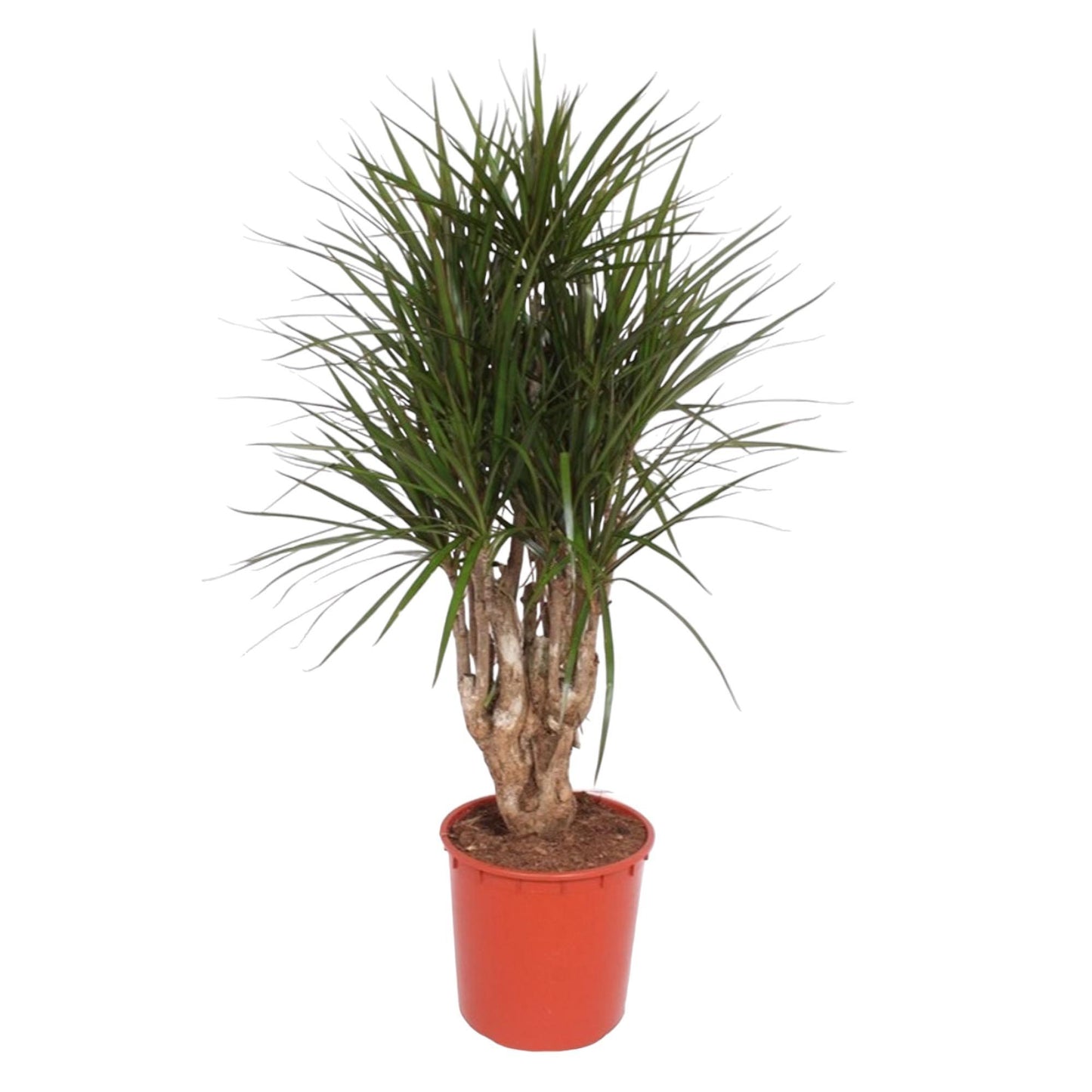 Dracaena Marginata (vertakt)
