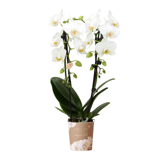 Witte Phalaenopsis orchidee - Niagara Fall - potmaat Ø9cm