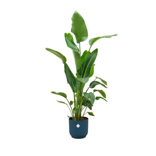Strelitzia Nicolai + elho Vibes Fold Round