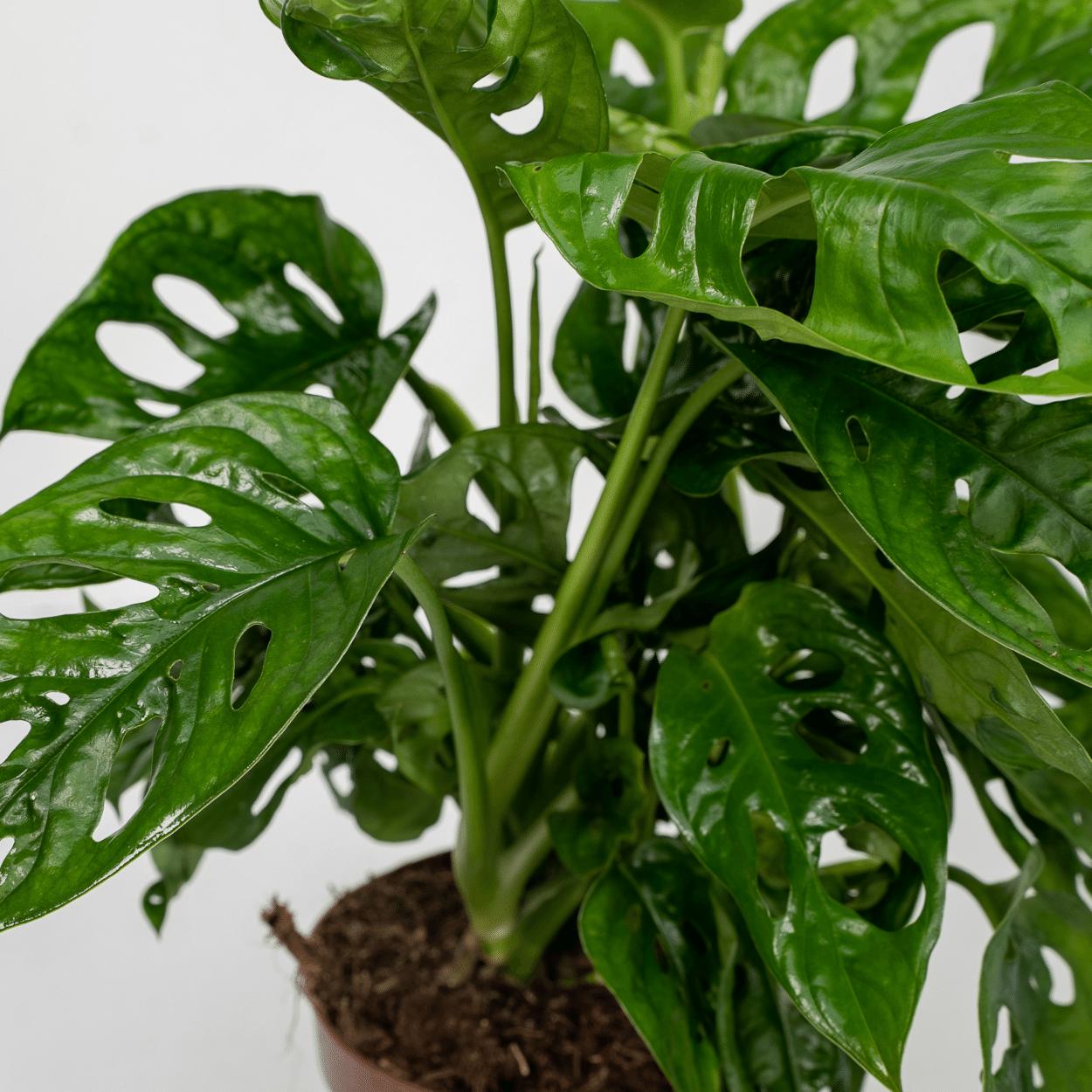 2x Monstera Monkey Leaf  (Gatenplant)