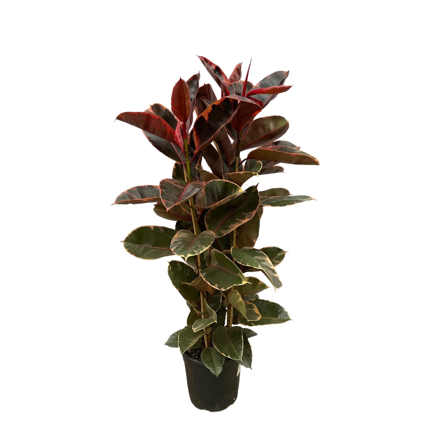 Ficus Elastica Belize (struik)