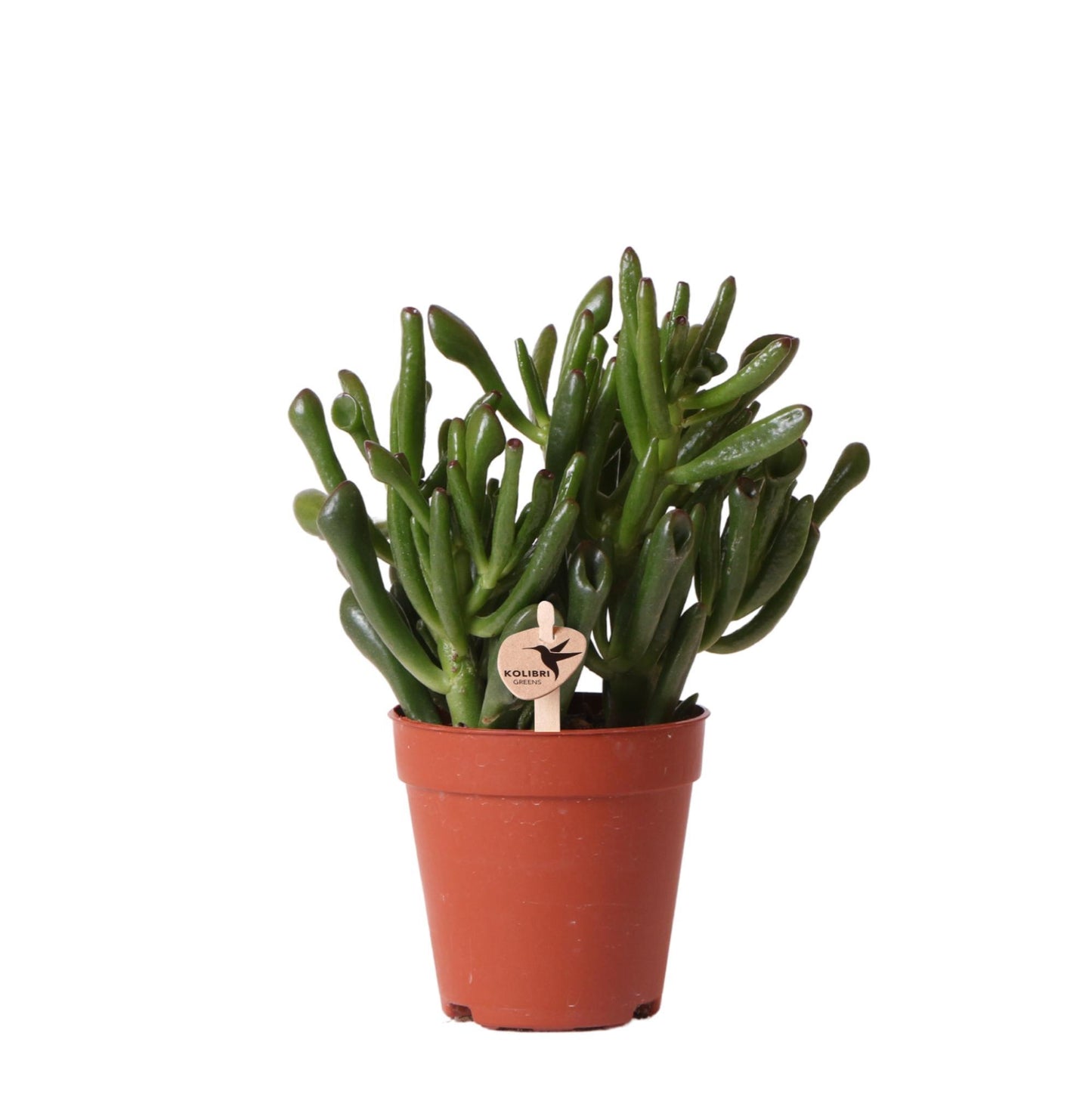 Kolibri Greens | Groene plant - Succulent Crassula Hobbit - groene kamerplant - vers van de kweker - Ø9cm
