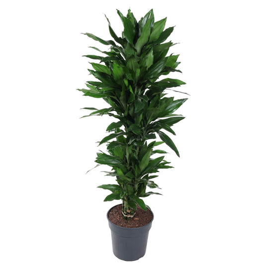 Dracaena Janet Lind (vertakt)