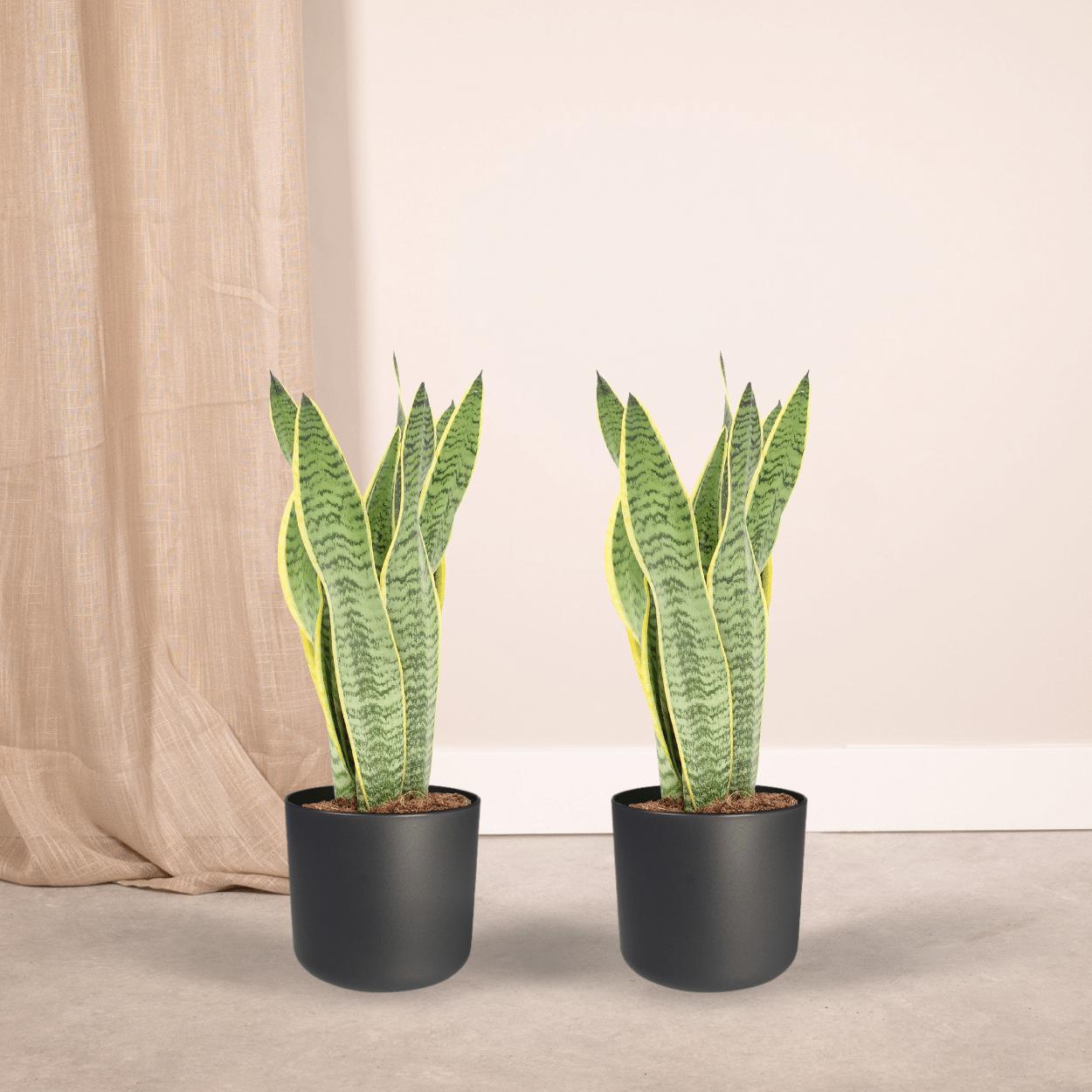 2x Sansevieria Laurentii (Vrouwentong)